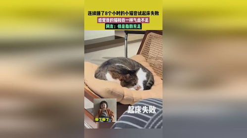 气血不足的人可以学学小猫——如何通过模仿猫的习性来调整身心状态